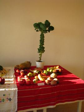 výstavný ružičkový kel výstavný ružičkový kel
